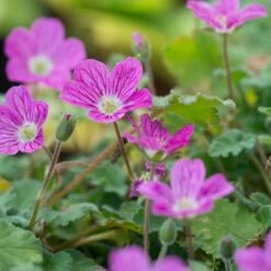 Bishop's Form Heronsbill (Erodium) -High country gradens erodium bishops form 3