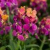 Erysistible™ Tricolor Wallflower -High country gradens erysistible tricolor wallflower 1