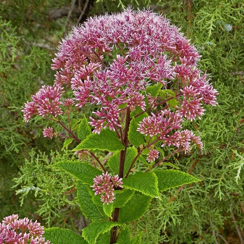 Red Dwarf Joe Pye Weed (Eupatorium) 3 Red Dwarf Joe Pye Weed (Eupatorium)