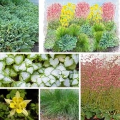 Fabulous Flowers & Foliage Shade Pre-Planned Garden -High country gradens fabulous flowers foliage collage