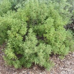 Fernbush (Chamaebatiaria) -High country gradens fernbush foliage