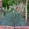 Siskiyou Blue Fescue Grass -High country gradens festuca idahoensis siskiyou blue 4