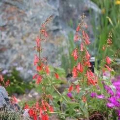 Firecracker Penstemon Richfield Strain -High country gradens firecracker penstemon garden