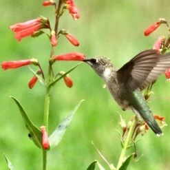 Firecracker Penstemon Richfield Strain -High country gradens firecracker penstemon hummingbird
