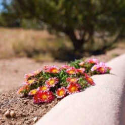Fire Spinner® Ice Plant -High country gradens firespinner delosperma andrea nm 1