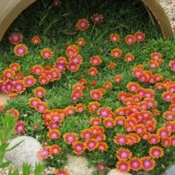 Fire Spinner® Ice Plant -High country gradens firespinner delosperma donnahansen contest