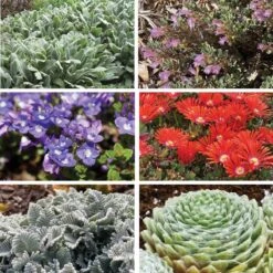 FireSmart Collection - Zone 1 -High country gradens firewise collection 1 9 18 2025