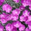 Firewitch Dianthus -High country gradens firewitch dianthus garden pinks 3