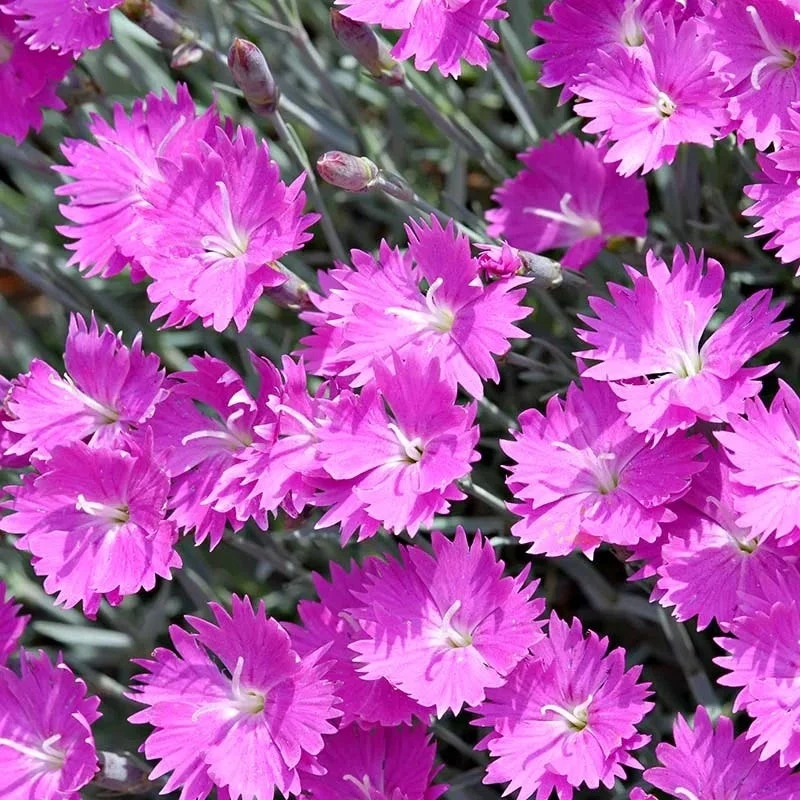 Firewitch Dianthus 3 Firewitch Dianthus