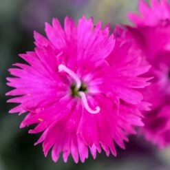 Firewitch Dianthus 7 Firewitch Dianthus -High country gradens firewitch dianthus 2