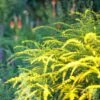 Fireworks Goldenrod (Solidago) -High country gradens fireworks solidago 1