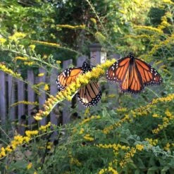 Fireworks Goldenrod (Solidago) -High country gradens fireworks solidago 3