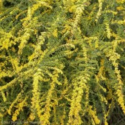 Fireworks Goldenrod (Solidago) -High country gradens fireworks solidago 4