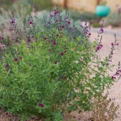 FlowerKisser® Dark Shadows Salvia 9 FlowerKisser® Dark Shadows Salvia -High country gradens flower kisser dark shadows salvi