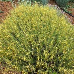 FireSmart Collection - Zone 2 -High country gradens flowerkisser citrus surprise penstemon sq