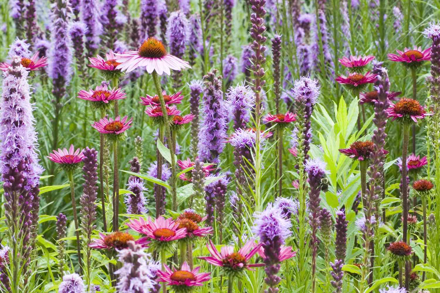 High country gradens -High country gradens fool proof perennials GettyImages 157404153 57004509fdb8454d98876dfdb4650087