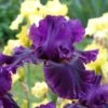 Desert Sky Bearded Iris Collection -High country gradens for veronica desert sky coll