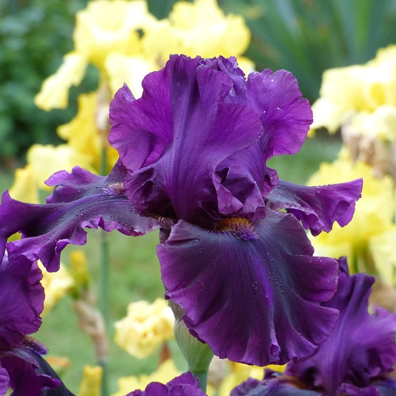 Desert Sky Bearded Iris Collection 3 Desert Sky Bearded Iris Collection