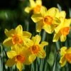 Endless Daffodil Bulb Collection 1 Endless Daffodil Bulb Collection -High country gradens fortisimo large cupped daffodil cropped