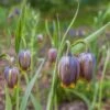 Fox's Grape Fritillary -High country gradens fox grape fritillary 1