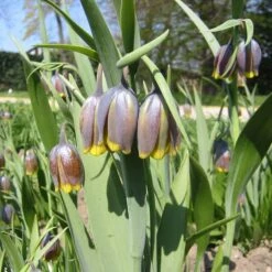 Fox's Grape Fritillary -High country gradens fox grape fritillary 3
