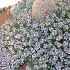 Fragrant Persian Stonecress (Aethionema) 9 Fragrant Persian Stonecress (Aethionema) -High country gradens fragrant persian stonecress aethionema cactus wwg