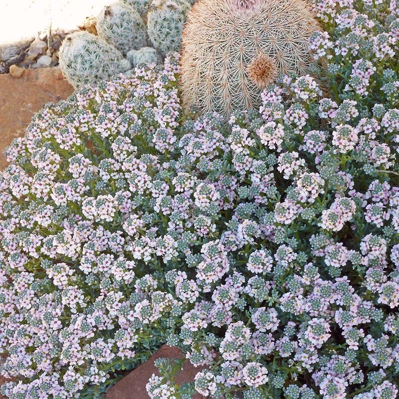 Fragrant Persian Stonecress (Aethionema) 6 Fragrant Persian Stonecress (Aethionema) - Image 4