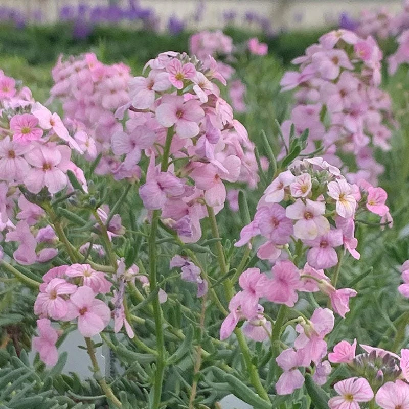 Fragrant Persian Stonecress (Aethionema) 4 Fragrant Persian Stonecress (Aethionema) - Image 2
