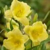 Fragrant Returns Reblooming Daylily -High country gradens fragrant returns daylily hero