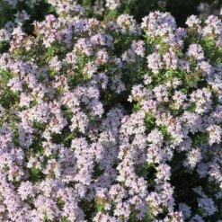 Fredo Garden Thyme -High country gradens fred garden thyme 2