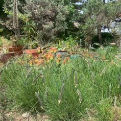 FREEDA® Caterpillar Grass 7 FREEDA® Caterpillar Grass -High country gradens freeda caterpillargrass kniphofia