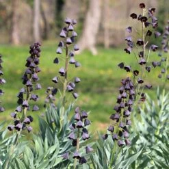 Stranger Than Fiction Flower Bulb Collection 15 Stranger Than Fiction Flower Bulb Collection -High country gradens fritillaria persica persian lily purple cropped 2