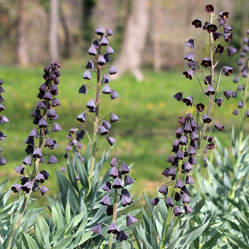 Stranger Than Fiction Flower Bulb Collection 6 Stranger Than Fiction Flower Bulb Collection - Image 4