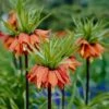 Red Crown Imperial -High country gradens fritillariared 1
