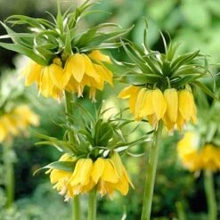 Yellow Crown Imperial -High country gradens fritillariayellow1 1