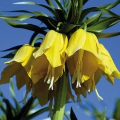 Yellow Crown Imperial -High country gradens fritillariayellow 1