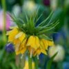 Deer & Rodent Resistant Bulb Collection -High country gradens fritilliaria yellow crown imperial 1