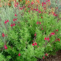 Furman's Red Texas Salvia -High country gradens furmans red texas salvia