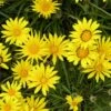 Colorado Gold® Gazania -High country gradens gazania linearis colorado gold treassure flower