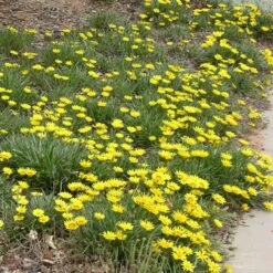 Colorado Gold® Gazania -High country gradens gazania linearis colorado gold treassure gold flower