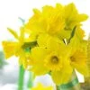 Gigantic Star Large Cupped Daffodil -High country gradens gigantic star daffodil narcissus cropped