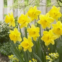 Gigantic Star Large Cupped Daffodil -High country gradens gigantic star daffodil narcissus cropped 1
