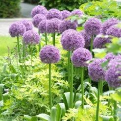 Stranger Than Fiction Flower Bulb Collection 19 Stranger Than Fiction Flower Bulb Collection -High country gradens globemaster allium cropped