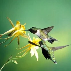 Golden Spur Columbine -High country gradens golden spur columbine aquilegia