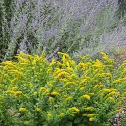 Autumn Magic Pollinator Collection -High country gradens golden fleece solidago sq