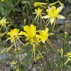 Golden Spur Columbine -High country gradens golden spur columbine aquilegia