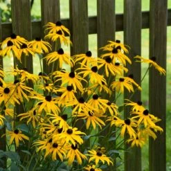 Goldsturm Black Eyed Susan -High country gradens goldstrum black eyed susan 2