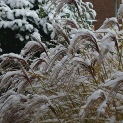 Gracillimus Miscanthus Grass -High country gradens gracillimus miscanthus grass