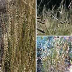 Grama Grass Collection 10 Grama Grass Collection -High country gradens grama grass collection collage