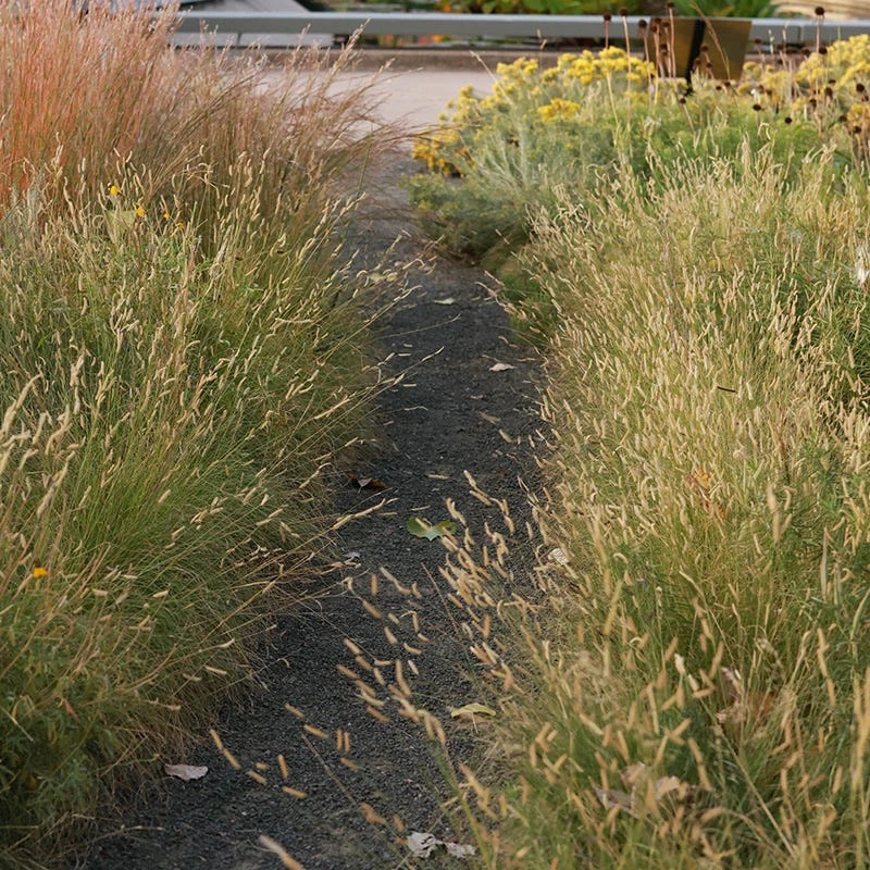 Grama Grass Collection 7 Grama Grass Collection - Image 5